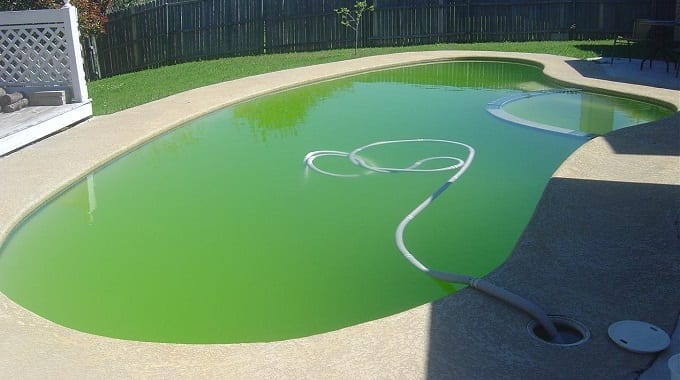 Green Algae Pool Water